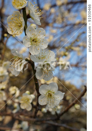 Plum blossom Plum blossom 91930466