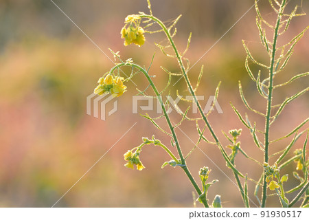 結霜的冬油菜花 91930517