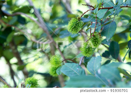 tropical fruit in thailand 91930701