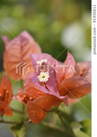 Bougainvillea Bougainvillea 91930811