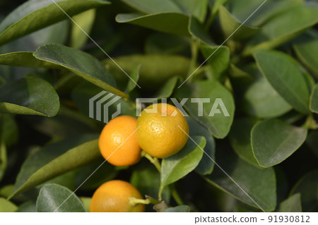 Calamansi 91930812