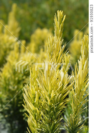 Korean Gold Plum yew Korean Gold Plum yew 91930823