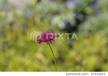 Macedonian scabious 91930824