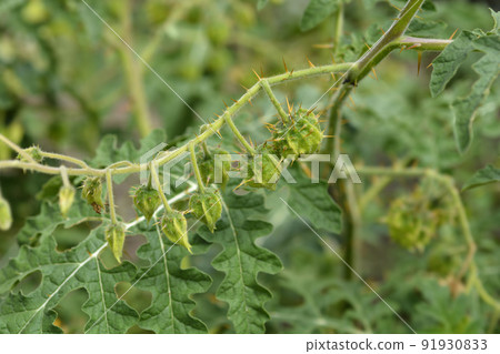 Sticky nightshade 91930833