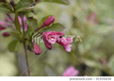 Weigela Minuet 91930836