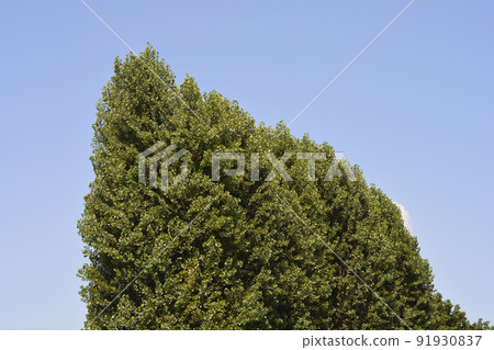 Lombardy poplar 91930837