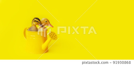 banner two small yellow and variegated duckling in metal watering can on yellow background, selective focus banner two small yellow and variegated duckling in metal watering can on yellow background, selective focus 91930868