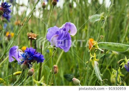 Beautiful lilac sweet pea in full bloom and the scenery when the green pods (seed) were formed after blooming. 91930959