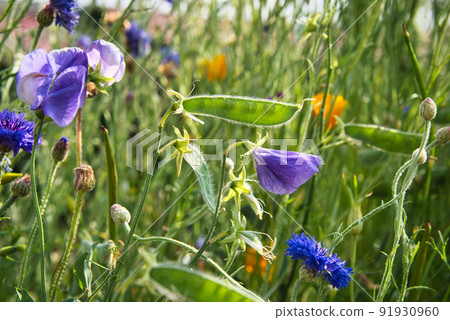 Beautiful lilac sweet pea in full bloom and the scenery when the green pods (seed) were formed after blooming. 91930960