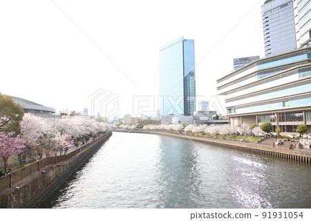 Osaka Castle Park Sakura Sakura Osaka Castle Sakura Osaka Castle Spring 91931054