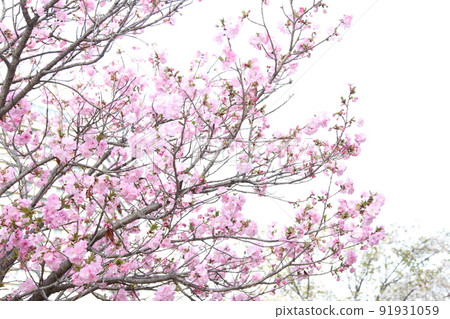 Osaka Castle Park Sakura Sakura Osaka Castle Sakura Osaka Castle Spring 91931059