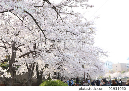 Osaka Castle Park Sakura Sakura Osaka Castle Sakura Osaka Castle Spring 91931060