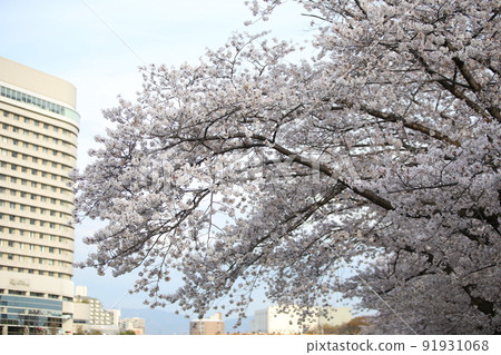 Osaka Castle Park Sakura Sakura Osaka Castle Sakura Osaka Castle Spring 91931068