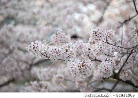 Osaka Castle Park Sakura Sakura Osaka Castle Sakura Osaka Castle Spring Osaka Castle Park Sakura Sakura Osaka Castle Sakura Osaka Castle Spring 91931069