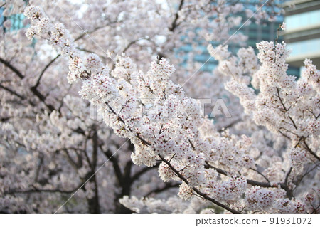 Osaka Castle Park Sakura Sakura Osaka Castle Sakura Osaka Castle Spring 91931072