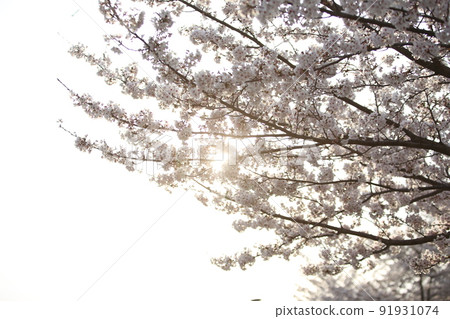 Osaka Castle Park Sakura Sakura Osaka Castle Sakura Osaka Castle Spring Osaka Castle Park Sakura Sakura Osaka Castle Sakura Osaka Castle Spring 91931074