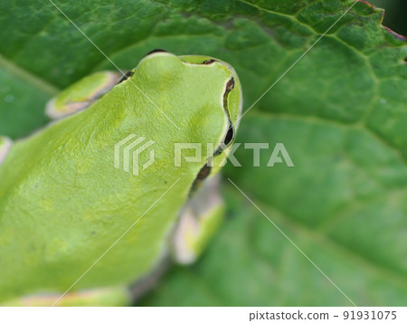 Tree frog still on the leaves 91931075