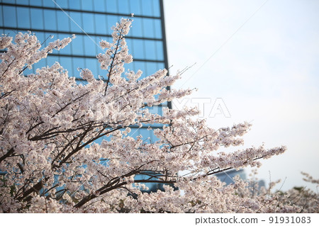 大阪城公園 櫻花 櫻花 大阪城 櫻花 大阪城 春天 91931083