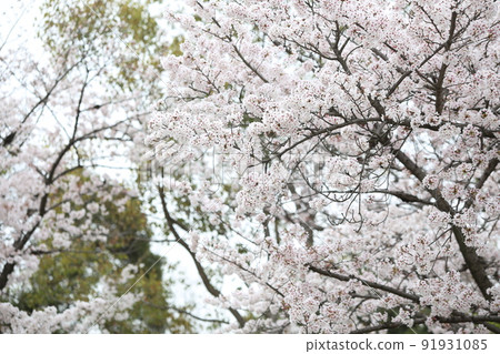 Osaka Castle Park Sakura Sakura Osaka Castle Sakura Osaka Castle Spring Osaka Castle Park Sakura Sakura Osaka Castle Sakura Osaka Castle Spring 91931085