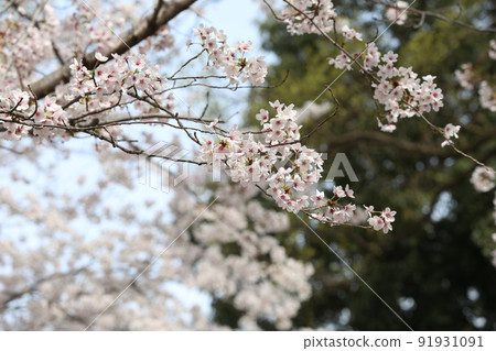 Osaka Castle Park Sakura Sakura Osaka Castle Sakura Osaka Castle Spring Osaka Castle Park Sakura Sakura Osaka Castle Sakura Osaka Castle Spring 91931091