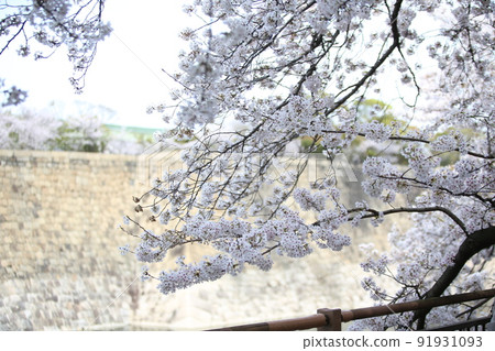 Osaka Castle Park Sakura Sakura Osaka Castle Sakura Osaka Castle Spring 91931093