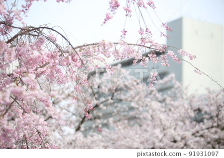 Osaka Castle Park Sakura Sakura Osaka Castle Sakura Osaka Castle Spring Osaka Castle Park Sakura Sakura Osaka Castle Sakura Osaka Castle Spring 91931097