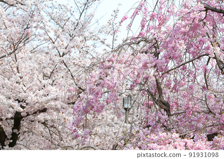 Osaka Castle Park Sakura Sakura Osaka Castle Sakura Osaka Castle Spring 91931098