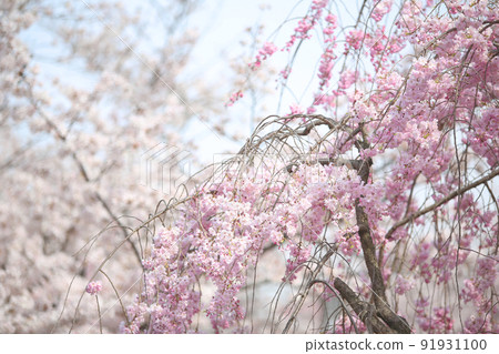 Osaka Castle Park Sakura Sakura Osaka Castle Sakura Osaka Castle Spring 91931100