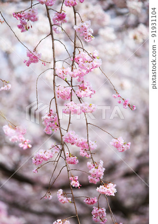 大阪城公園 櫻花 櫻花 大阪城 櫻花 大阪城 春天 91931104
