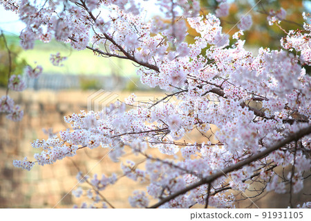 大阪城公園 櫻花 櫻花 大阪城 櫻花 大阪城 春天 91931105