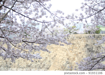 Osaka Castle Park Sakura Sakura Osaka Castle Sakura Osaka Castle Spring 91931106