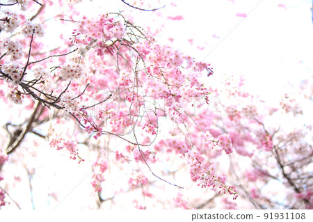 大阪城公園 櫻花 櫻花 大阪城 櫻花 大阪城 春天 91931108