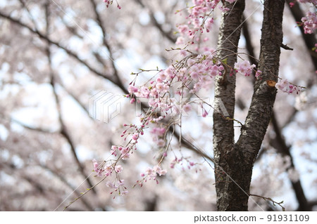 Osaka Castle Park Sakura Sakura Osaka Castle Sakura Osaka Castle Spring Osaka Castle Park Sakura Sakura Osaka Castle Sakura Osaka Castle Spring 91931109