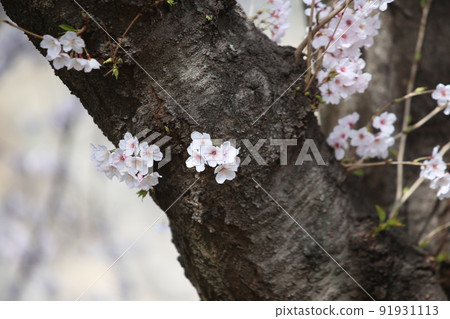 Osaka Castle Park Sakura Sakura Osaka Castle Sakura Osaka Castle Spring 91931113