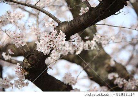 大阪城公園 櫻花 櫻花 大阪城 櫻花 大阪城 春天 91931114