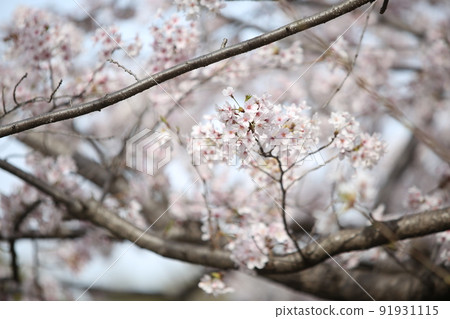 Osaka Castle Park Sakura Sakura Osaka Castle Sakura Osaka Castle Spring 91931115