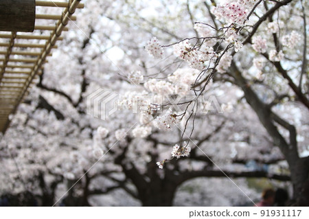 Osaka Castle Park Sakura Sakura Osaka Castle Sakura Osaka Castle Spring Osaka Castle Park Sakura Sakura Osaka Castle Sakura Osaka Castle Spring 91931117