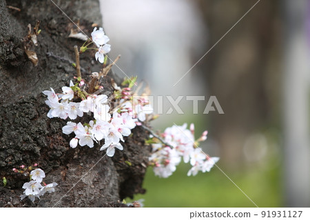 Osaka Castle Park Sakura Sakura Osaka Castle Sakura Osaka Castle Spring Osaka Castle Park Sakura Sakura Osaka Castle Sakura Osaka Castle Spring 91931127