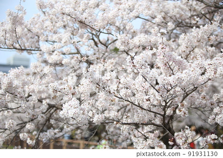 Osaka Castle Park Sakura Sakura Osaka Castle Sakura Osaka Castle Spring 91931130