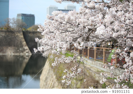 大阪城公園 櫻花 櫻花 大阪城 櫻花 大阪城 春天 91931131