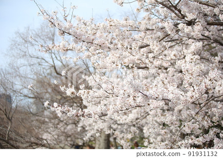 Osaka Castle Park Sakura Sakura Osaka Castle Sakura Osaka Castle Spring 91931132