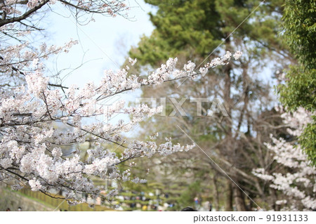 Osaka Castle Park Sakura Sakura Osaka Castle Sakura Osaka Castle Spring 91931133