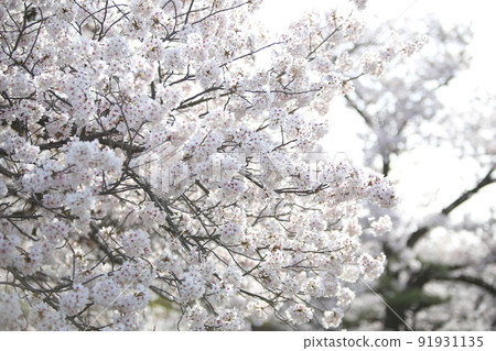 Osaka Castle Park Sakura Sakura Osaka Castle Sakura Osaka Castle Spring 91931135