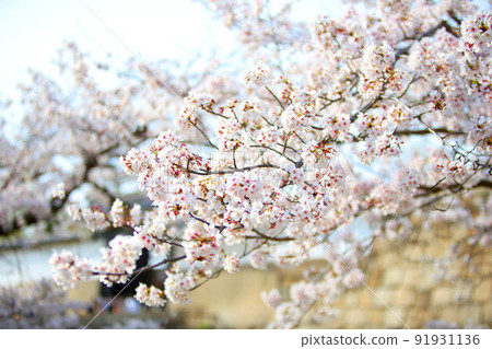 Osaka Castle Park Sakura Sakura Osaka Castle Sakura Osaka Castle Spring 91931136
