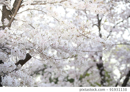 Osaka Castle Park Sakura Sakura Osaka Castle Sakura Osaka Castle Spring 91931138