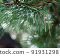 Drops dripping on pine needles 91931298