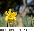 Beautiful yellow flowers 91931299