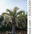 Palm tree under the blue sky 91931300