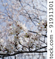 Cherry tree in full bloom  91931301