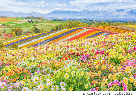 (北海道風景)四季彩之丘和大雪山脈的群山 (北海道風景)四季彩之丘和大雪山脈的群山 91931525